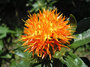 Safflower oil (54%) in Linofit