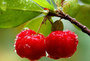 Acerola cherry Vivasan Webshop