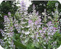 Clary sage 