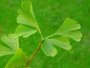 Ginkgo Biloba leaves