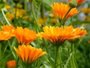 Calendula Cream - Marigold 