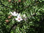 Tea Tree Cream with kanuka,manuka, lavender Vivasan