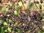 Black Elderberry 